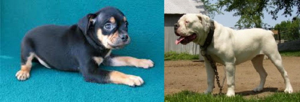 Hermes Bulldogge vs Carlin Pinscher - Breed Comparison
