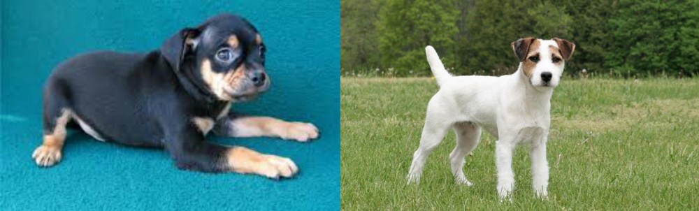 Jack Russell Terrier vs Carlin Pinscher - Breed Comparison