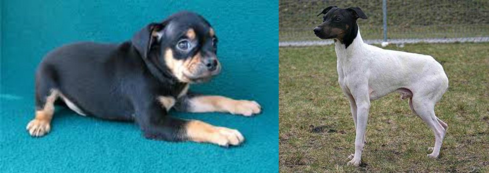 Japanese Terrier vs Carlin Pinscher - Breed Comparison