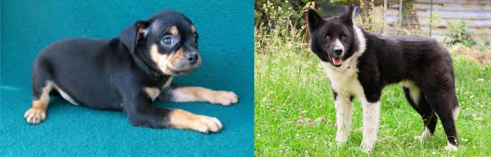 Karelian Bear Dog vs Carlin Pinscher - Breed Comparison