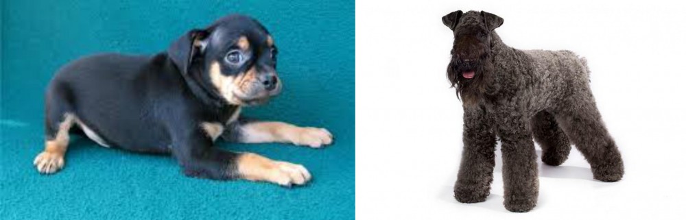 Kerry Blue Terrier vs Carlin Pinscher - Breed Comparison