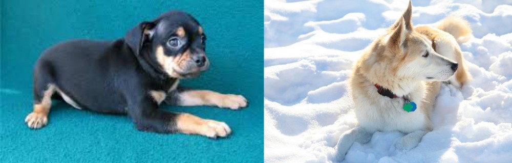 Labrador Husky vs Carlin Pinscher - Breed Comparison