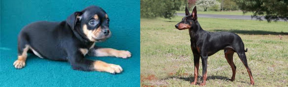 Manchester Terrier vs Carlin Pinscher - Breed Comparison
