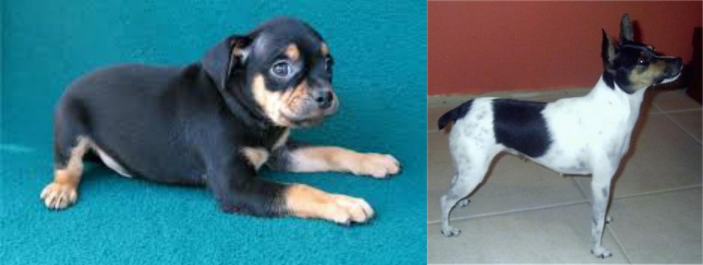 Miniature Fox Terrier vs Carlin Pinscher - Breed Comparison