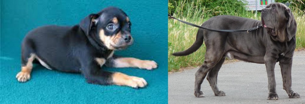 Neapolitan Mastiff vs Carlin Pinscher - Breed Comparison