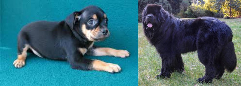 Newfoundland Dog vs Carlin Pinscher - Breed Comparison
