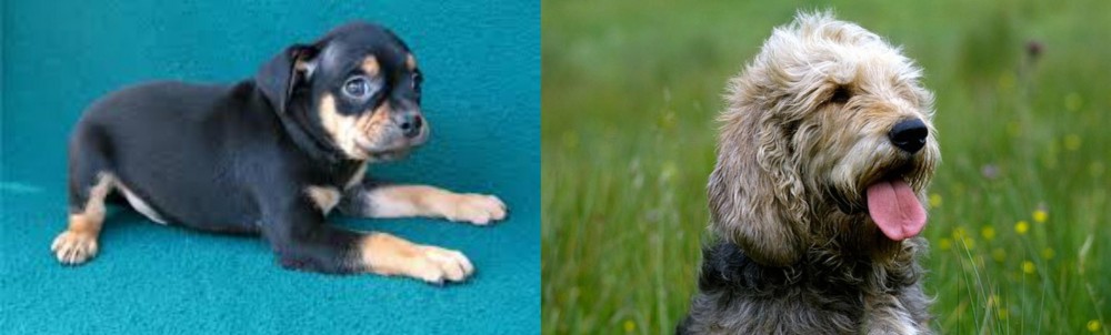 Otterhound vs Carlin Pinscher - Breed Comparison