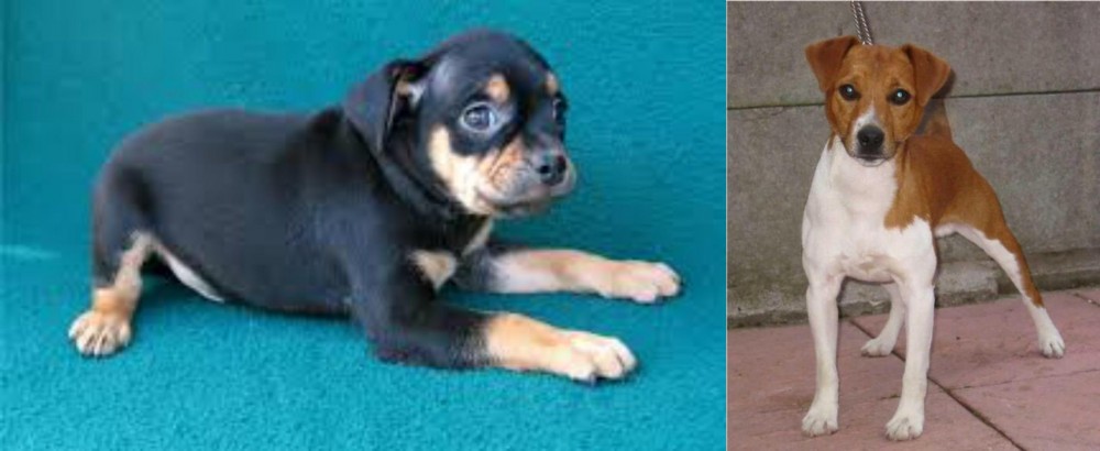 Plummer Terrier vs Carlin Pinscher - Breed Comparison