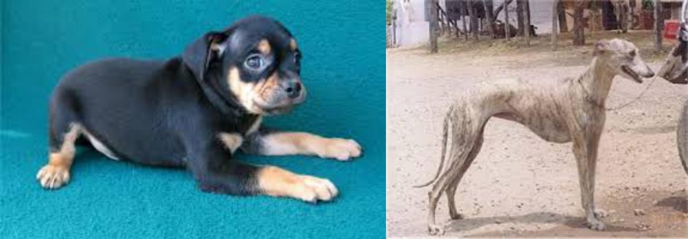 Rampur Greyhound vs Carlin Pinscher - Breed Comparison