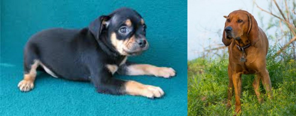 Redbone Coonhound vs Carlin Pinscher - Breed Comparison