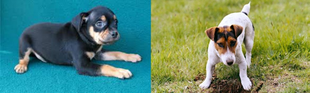 Russell Terrier vs Carlin Pinscher - Breed Comparison