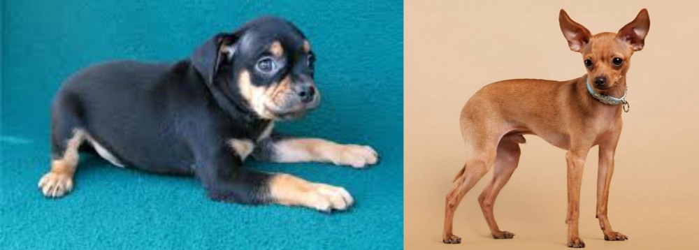 Russian Toy Terrier vs Carlin Pinscher - Breed Comparison