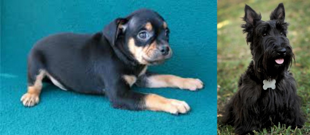 Scoland Terrier vs Carlin Pinscher - Breed Comparison