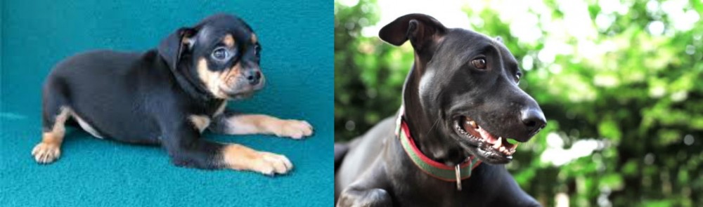 Shepard Labrador vs Carlin Pinscher - Breed Comparison