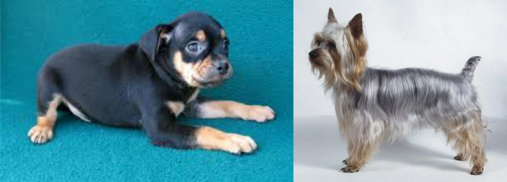 Silky Terrier vs Carlin Pinscher - Breed Comparison