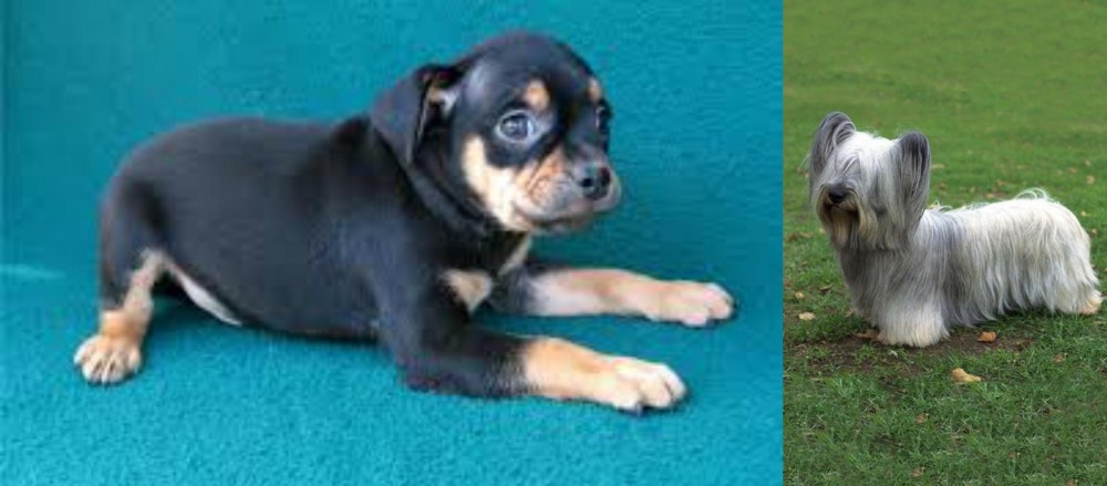 Skye Terrier vs Carlin Pinscher - Breed Comparison