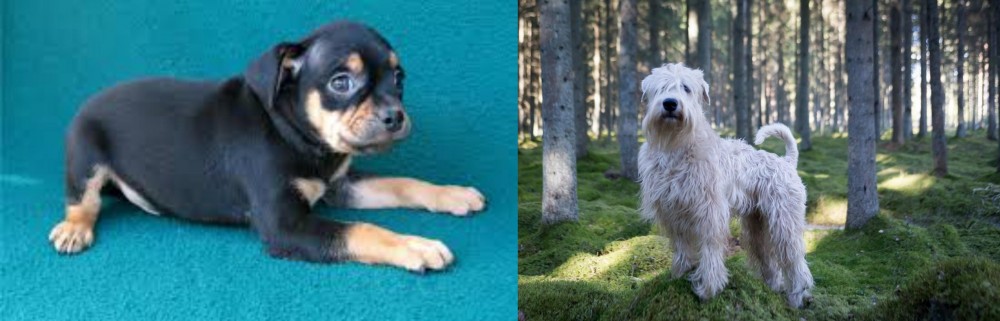 Soft-Coated Wheaten Terrier vs Carlin Pinscher - Breed Comparison