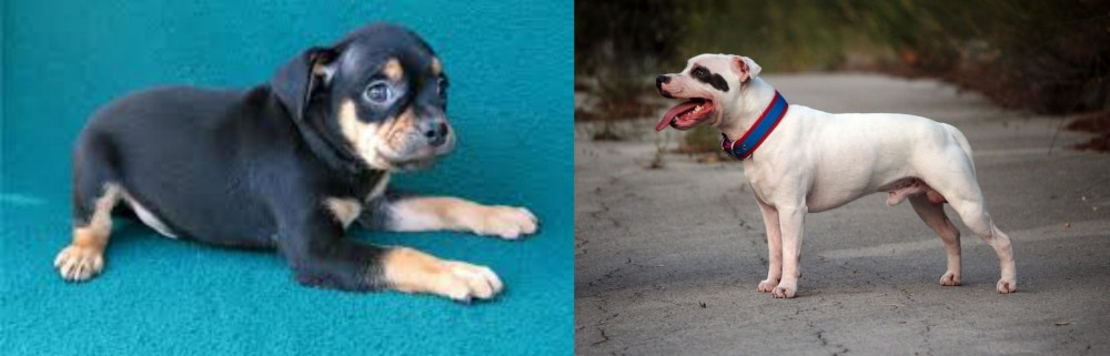 Staffordshire Bull Terrier vs Carlin Pinscher - Breed Comparison
