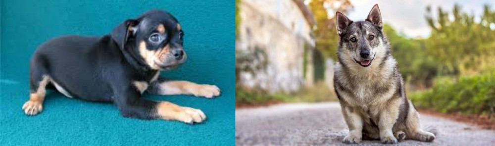 Swedish Vallhund vs Carlin Pinscher - Breed Comparison
