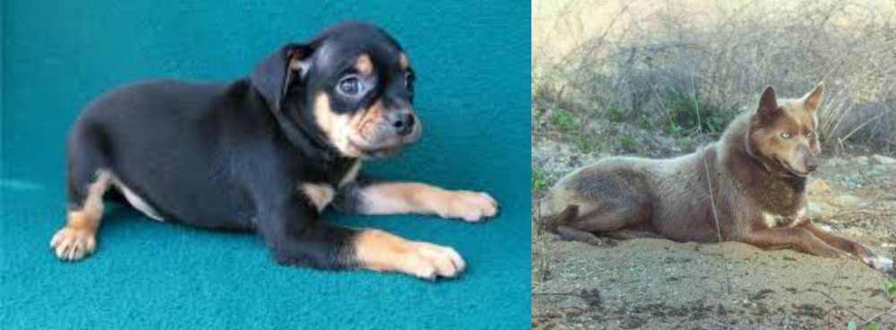 Tahltan Bear Dog vs Carlin Pinscher - Breed Comparison