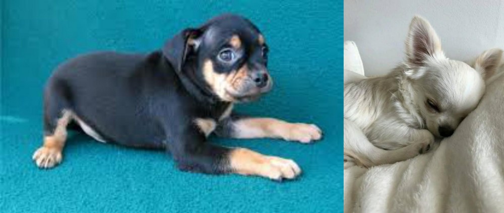 Tea Cup Chihuahua vs Carlin Pinscher - Breed Comparison