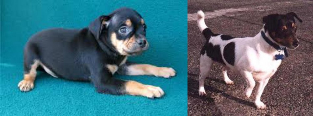 Teddy Roosevelt Terrier vs Carlin Pinscher - Breed Comparison