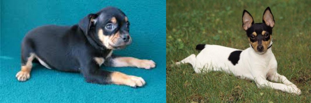 Toy Fox Terrier vs Carlin Pinscher - Breed Comparison