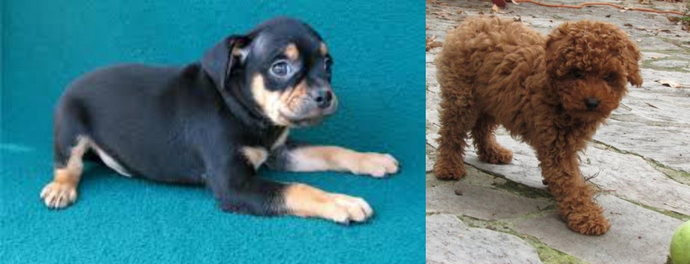 Toy Poodle vs Carlin Pinscher - Breed Comparison