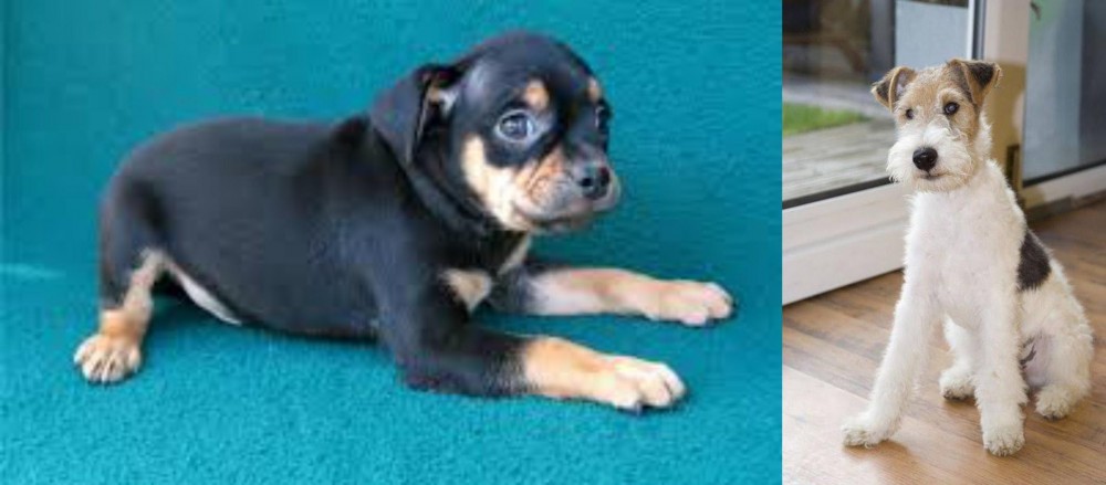 Wire Fox Terrier vs Carlin Pinscher - Breed Comparison