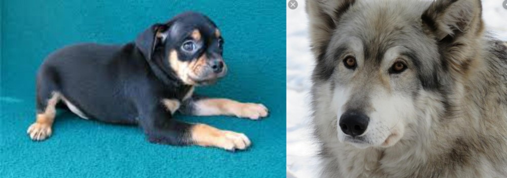 Wolfdog vs Carlin Pinscher - Breed Comparison