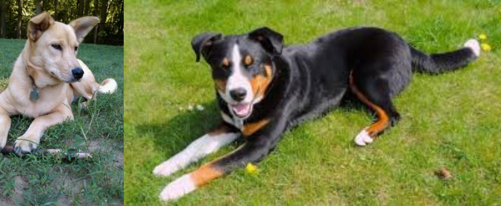Appenzell Mountain Dog vs Carolina Dog - Breed Comparison
