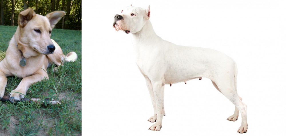 Argentine Dogo vs Carolina Dog - Breed Comparison