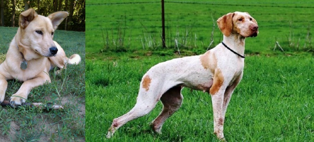 Ariege Pointer vs Carolina Dog - Breed Comparison
