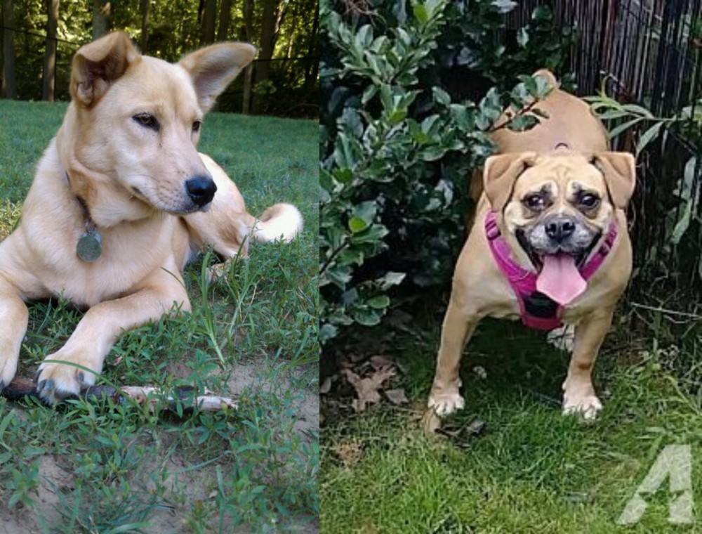 Beabull vs Carolina Dog - Breed Comparison