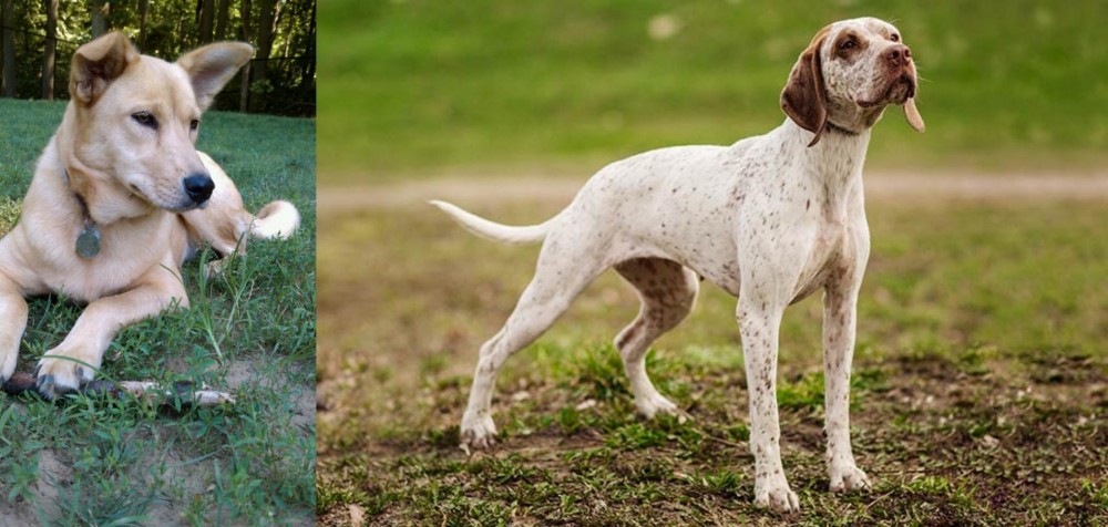 Braque du Bourbonnais vs Carolina Dog - Breed Comparison