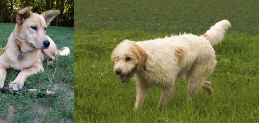 Briquet Griffon Vendeen vs Carolina Dog - Breed Comparison