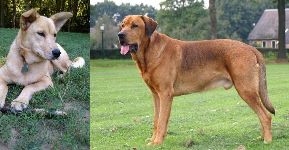 Broholmer vs Carolina Dog - Breed Comparison