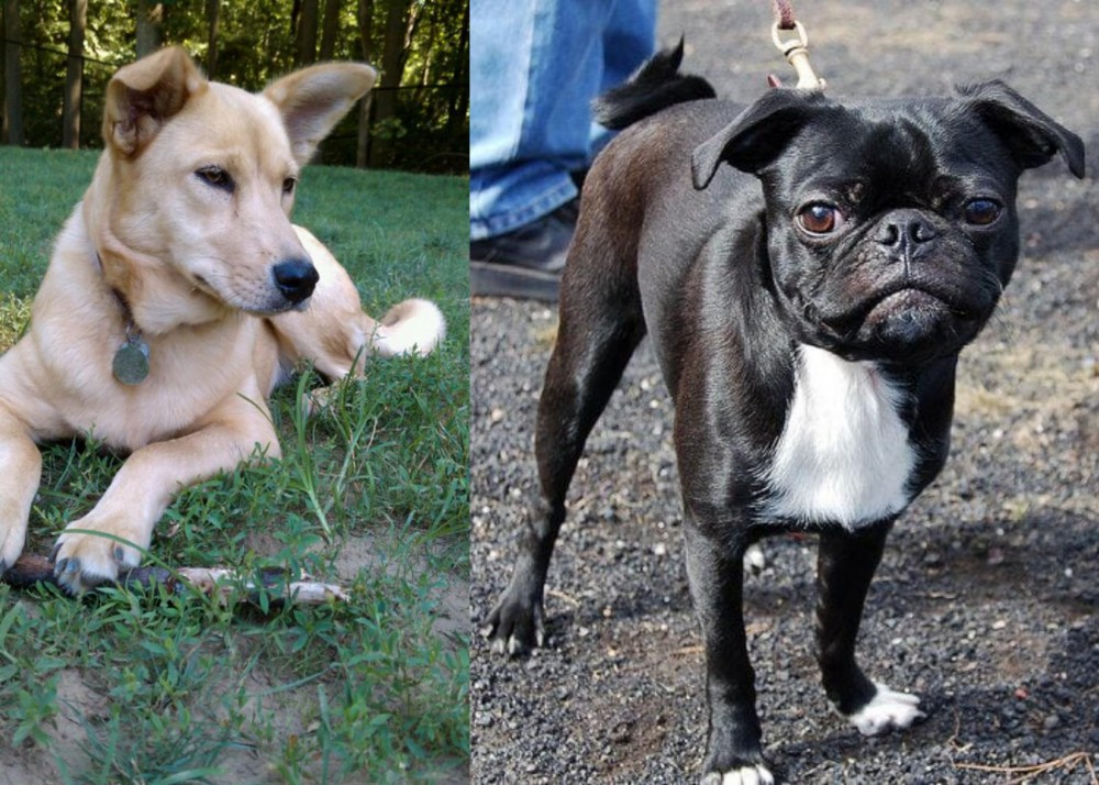 Bugg vs Carolina Dog - Breed Comparison