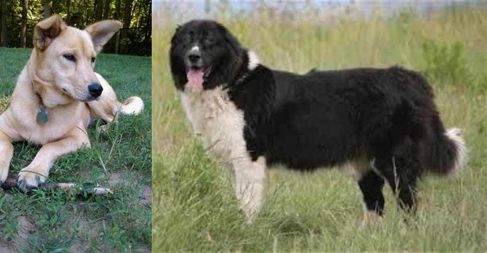 Bulgarian Shepherd vs Carolina Dog - Breed Comparison