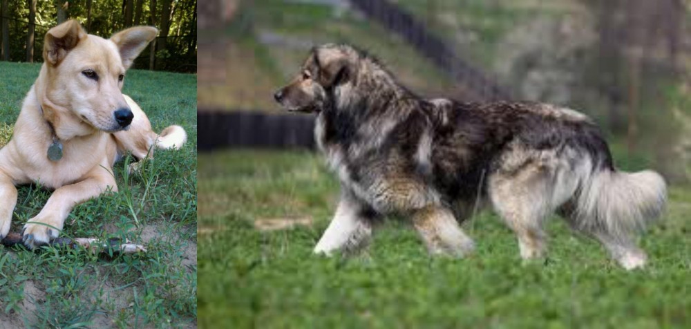 Carpatin vs Carolina Dog - Breed Comparison