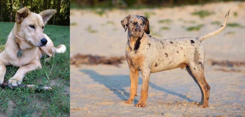 Catahoula Cur vs Carolina Dog - Breed Comparison