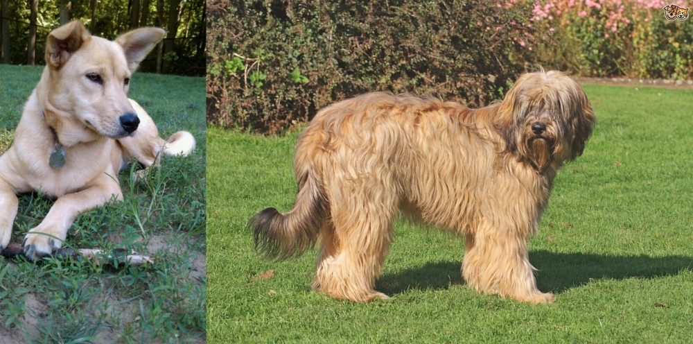 Catalan Sheepdog vs Carolina Dog - Breed Comparison