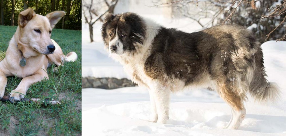 Caucasian Shepherd vs Carolina Dog - Breed Comparison