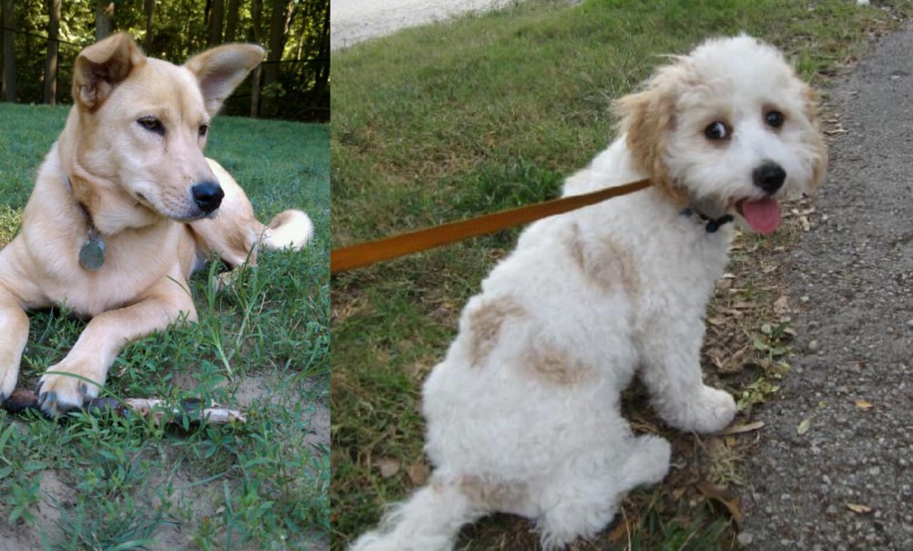 Cavachon vs Carolina Dog - Breed Comparison