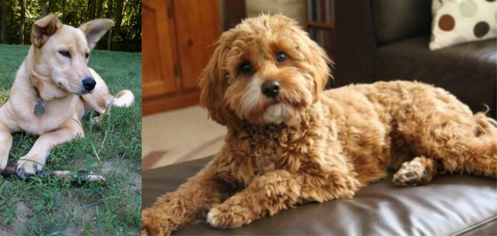 Cavapoo vs Carolina Dog - Breed Comparison