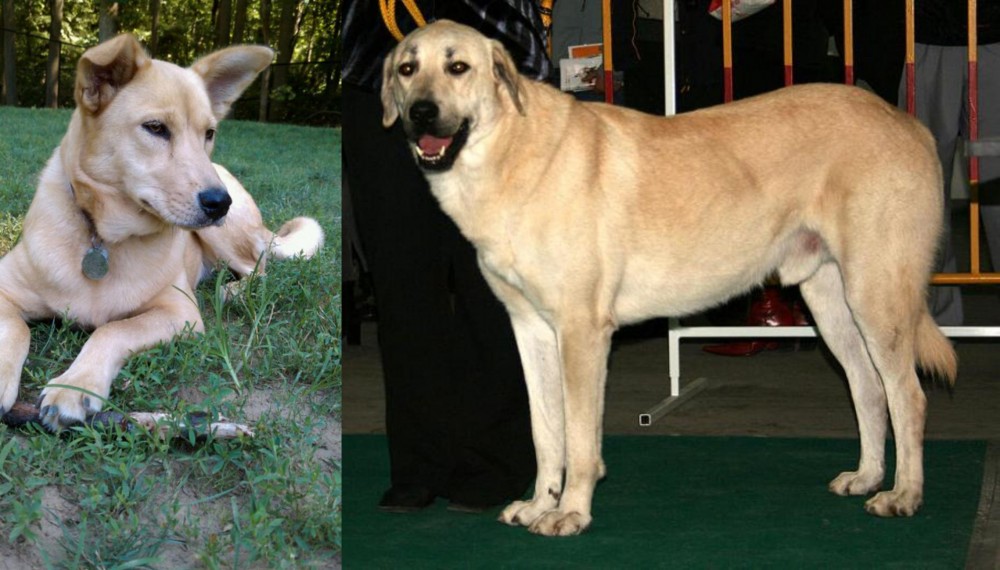 Central Anatolian Shepherd vs Carolina Dog - Breed Comparison
