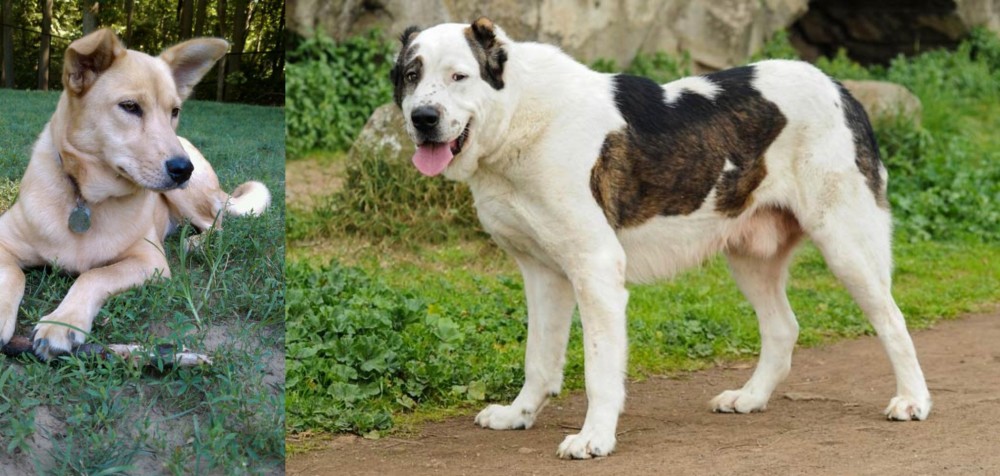 Central Asian Shepherd vs Carolina Dog - Breed Comparison