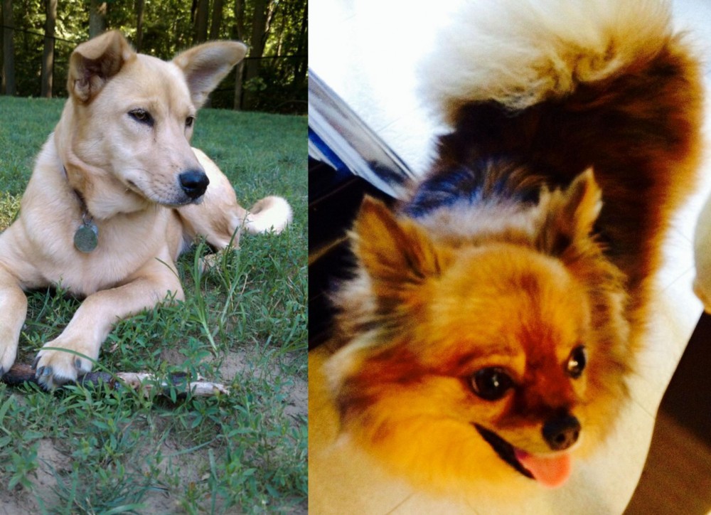 Chiapom vs Carolina Dog - Breed Comparison