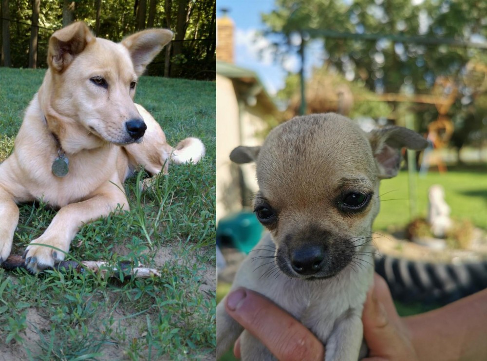 Chihuahua vs Carolina Dog - Breed Comparison