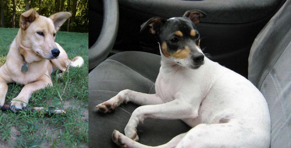 Chilean Fox Terrier vs Carolina Dog - Breed Comparison